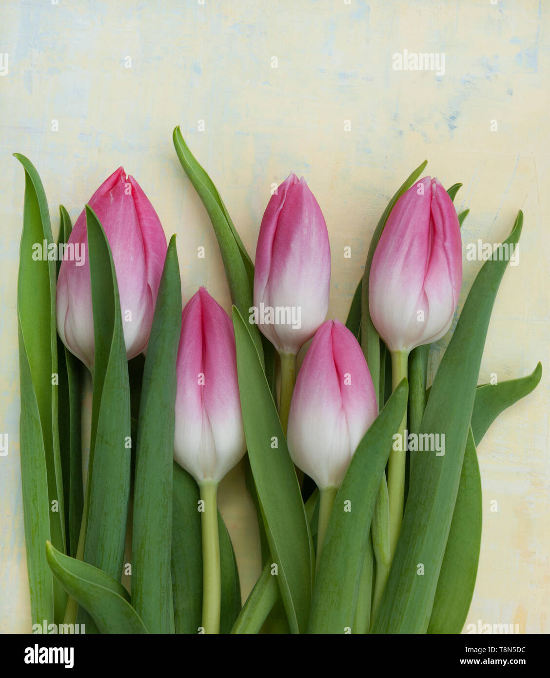 Pink graduated background hi-res stock photography and images - Alamy