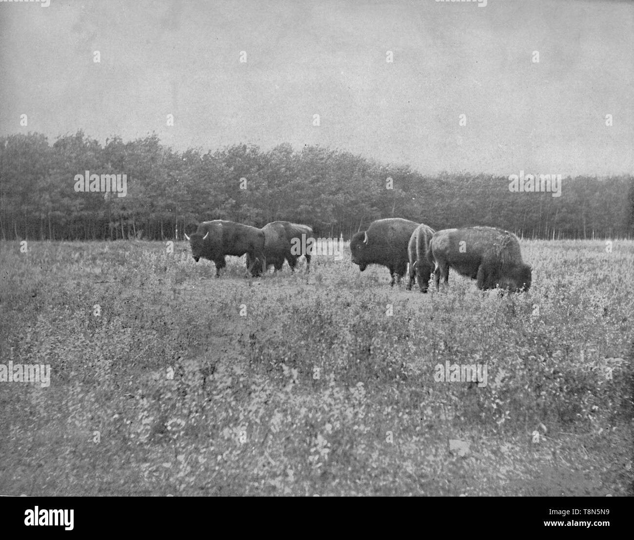 Silver heights hi-res stock photography and images - Alamy