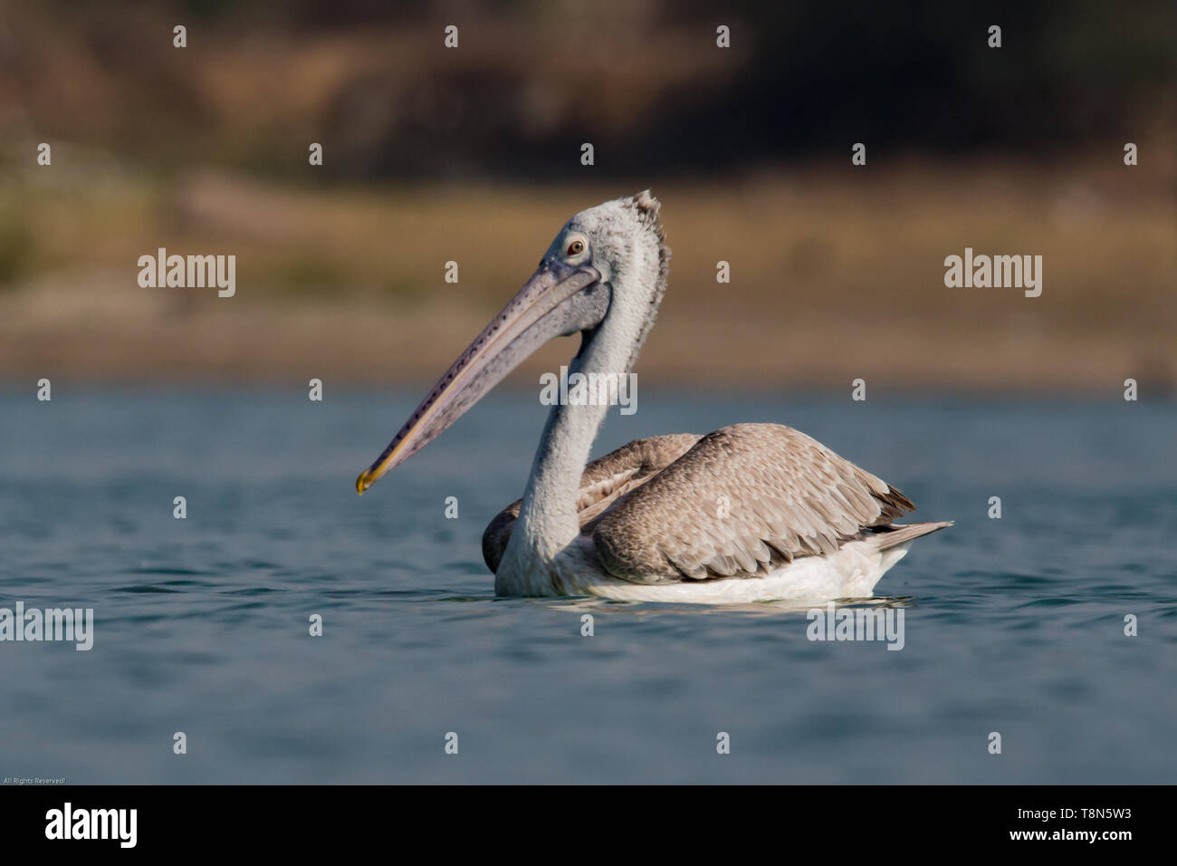 Water birds of india hi-res stock photography and images - Alamy