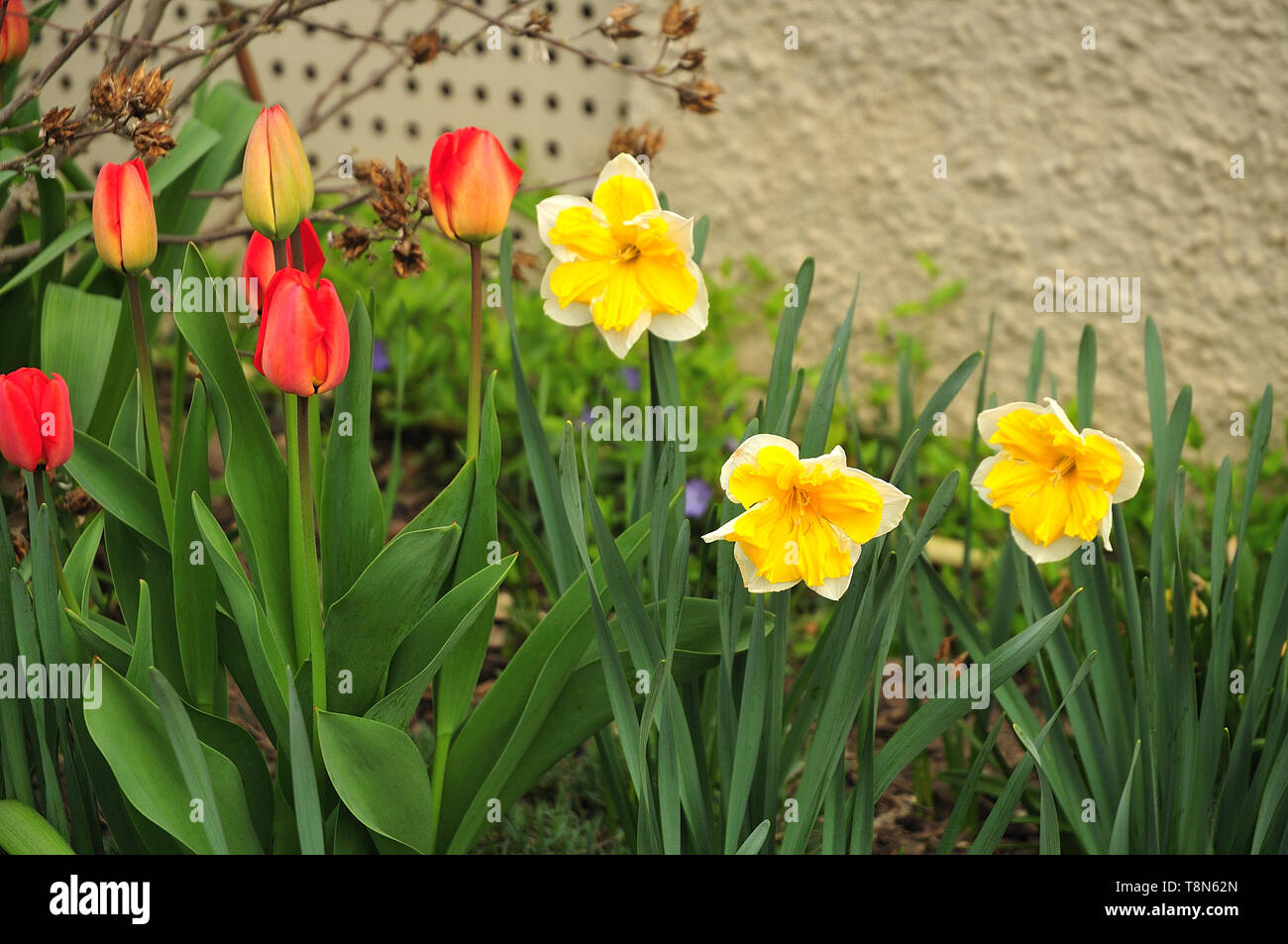 yellow daffodils and red tulips in spring garden Stock Photo - Alamy