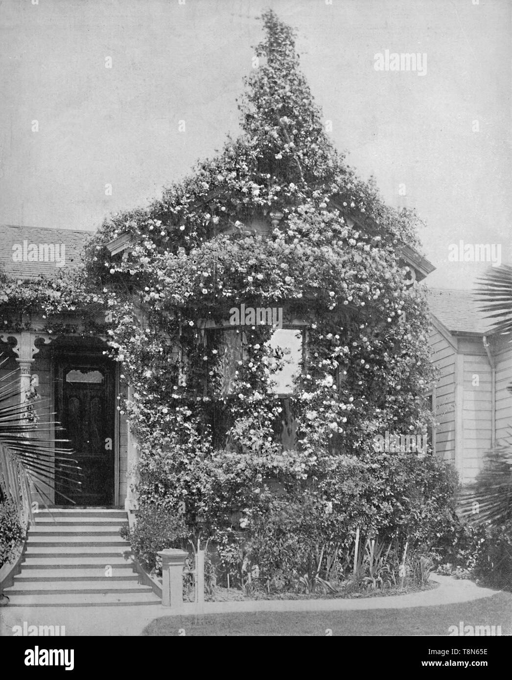 'Rose Cottage, South Spring Street, Los Angeles, California', c1897. Creator: Unknown. Stock Photo