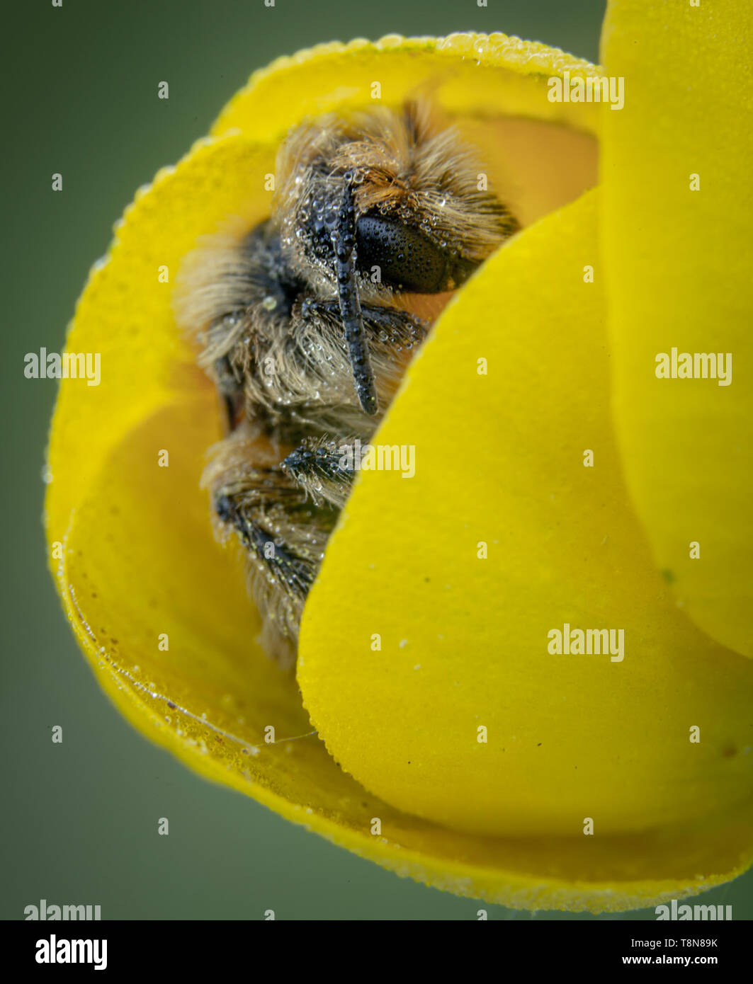 Little honeybee sleeping in a yellow flower petals with some raindrops on top Stock Photo