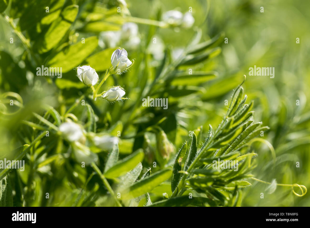 Close-up of lentil plant with white flowers. Lentil field. Detail of flowers and tendrils on a green background Stock Photo