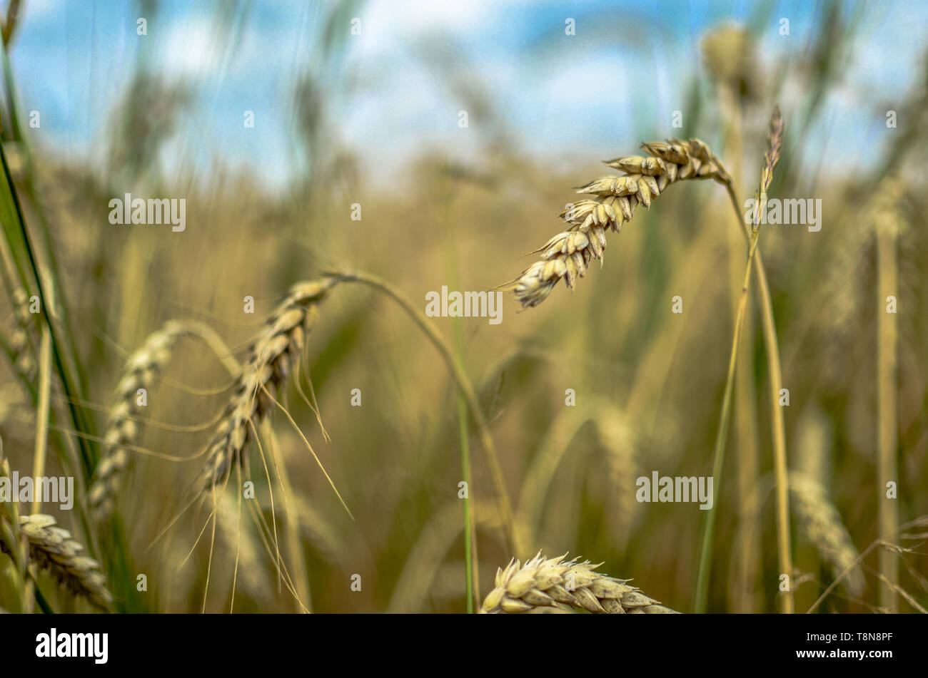 Wheat field closeup on the blue sky background Stock Photo - Alamy