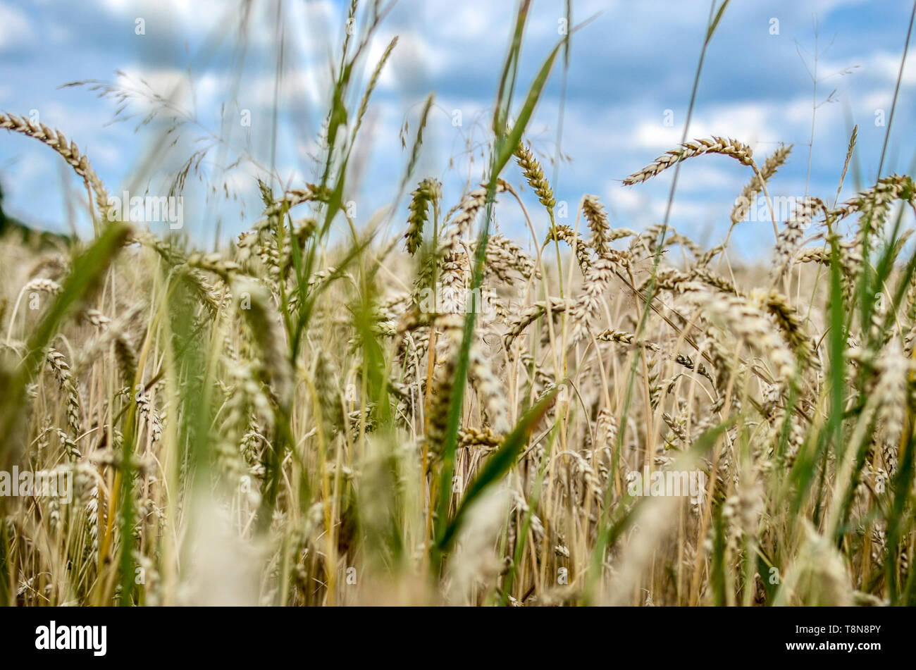 Wheat field closeup on the blue sky background Stock Photo - Alamy