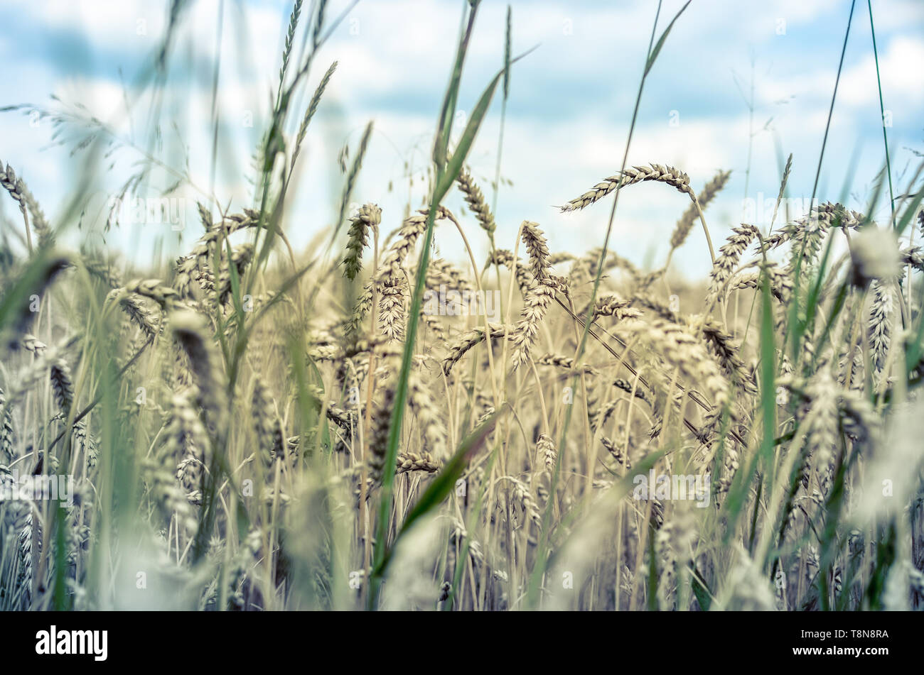Wheat field closeup on the blue sky background Stock Photo - Alamy
