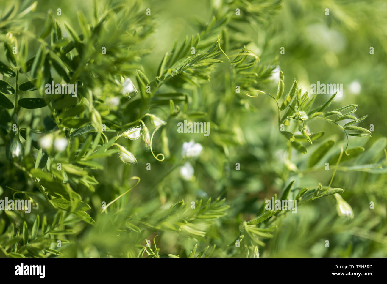 Close-up of lentil plant with white flowers. Lentil field. Detail of flowers and tendrils on a green background Stock Photo