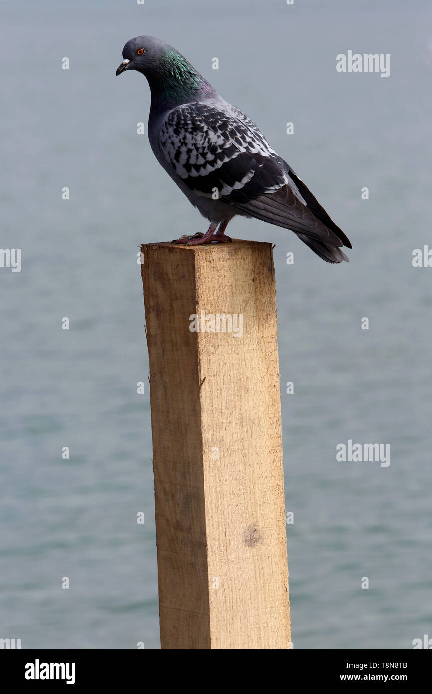 Pigeon sur un poteau en bois. Lac d'Annecy. Annecy. Haute-Savoie. Auvergne-Rhône-Alpes. France. Europe. Stock Photo