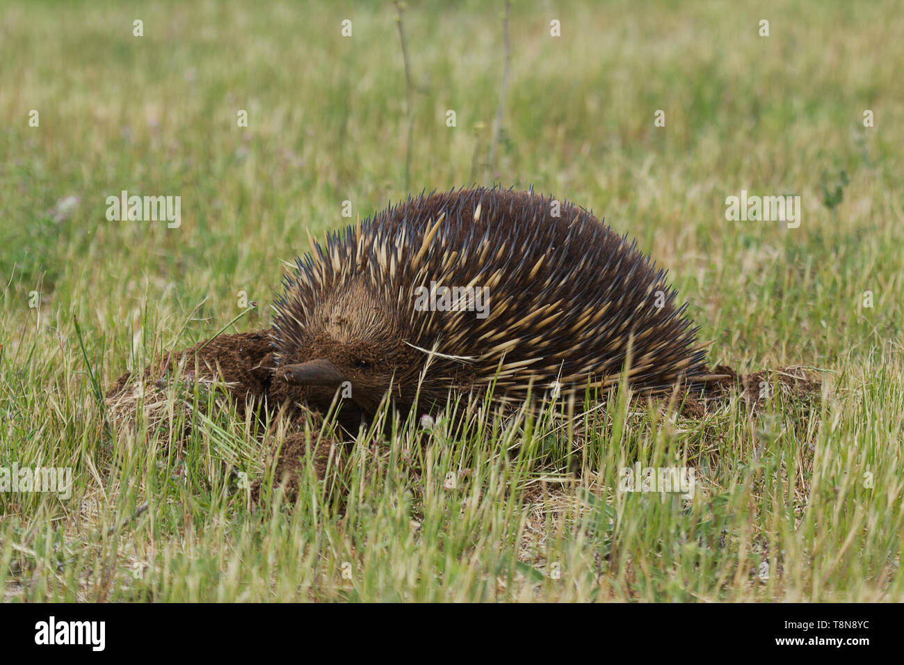 Short-Beaked Echidna digging for ants on a garden lawn Stock Photo