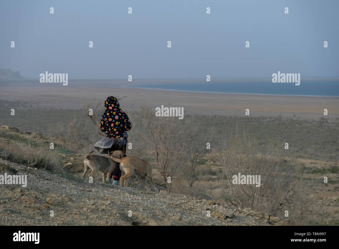 Uzbek Dogs An Uzbek woman walks with her dogs not far from the edge of the water ...