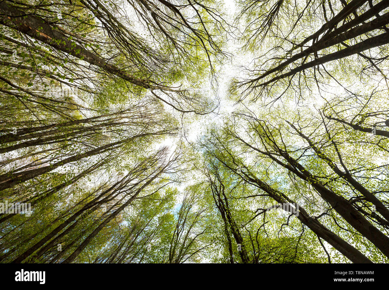 Bottom view of tall trees in spring forest Stock Photo - Alamy