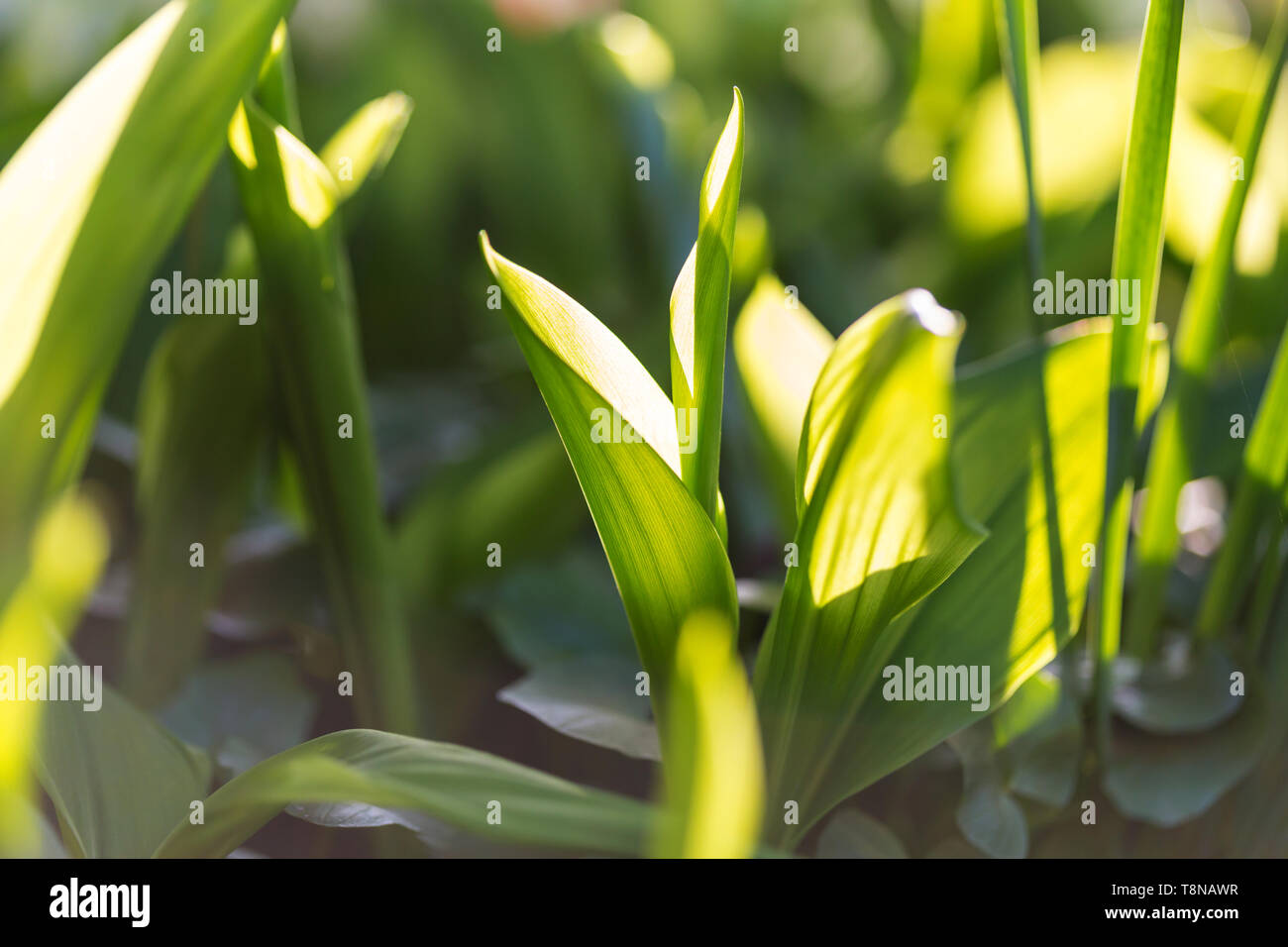 Green leaves close up in garden Stock Photo - Alamy