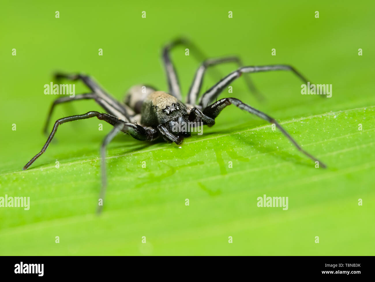 Macro spider on the leaf Stock Photo - Alamy