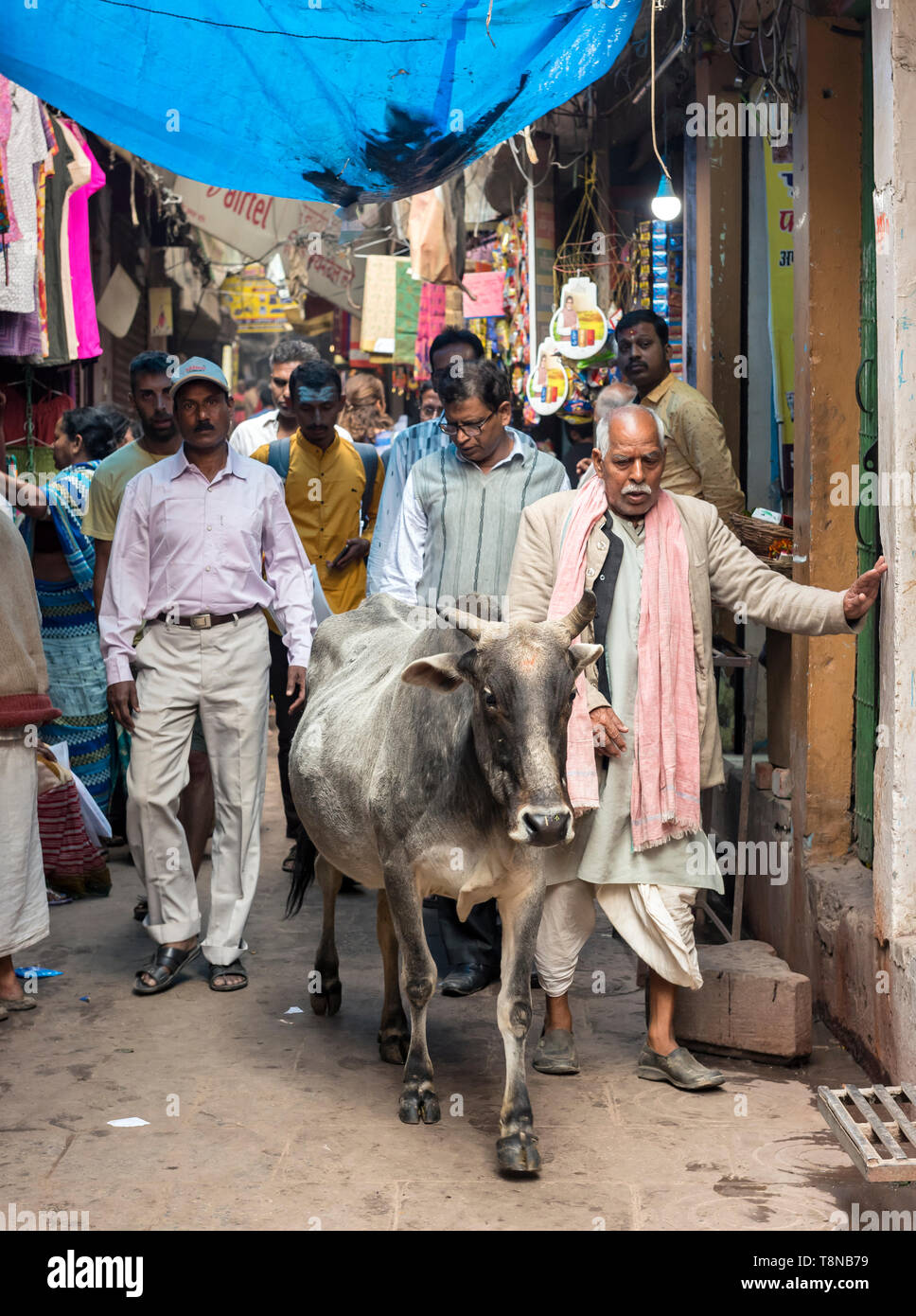 Cow and people walk narrow streets of Old City of Varanasi, India Stock Photo