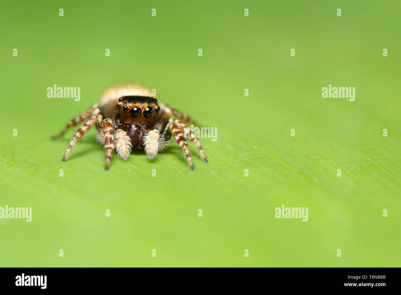 Macro spider on the leaf Stock Photo - Alamy