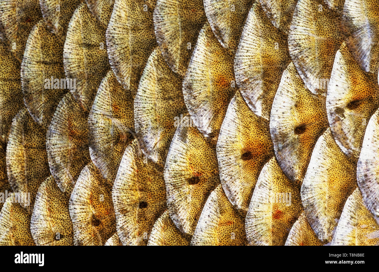 Macro image of fish scales hires stock photography and images Alamy