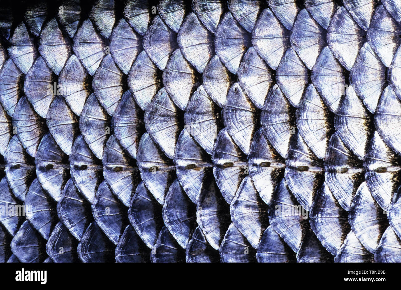 Fish (Roach, Rutilus rutilus) scale close-up. The row of lateral line scales is visible in the middle of the image. Stock Photo