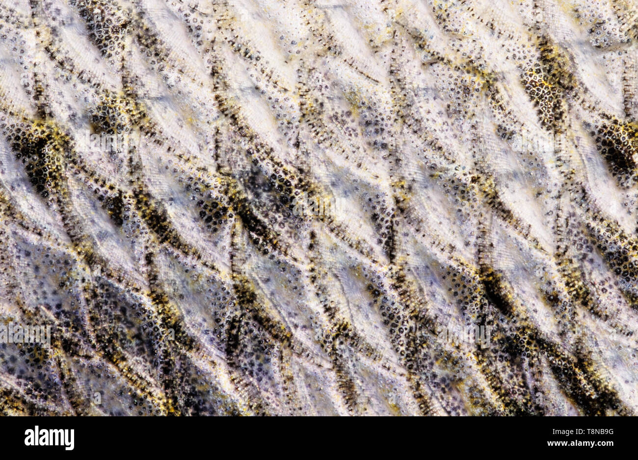 Fish (Zander/Pike-perch, Sander lucioperca) scales close-up.  Image looks a bit soft due to the epidermal mucus covering the scales. Stock Photo