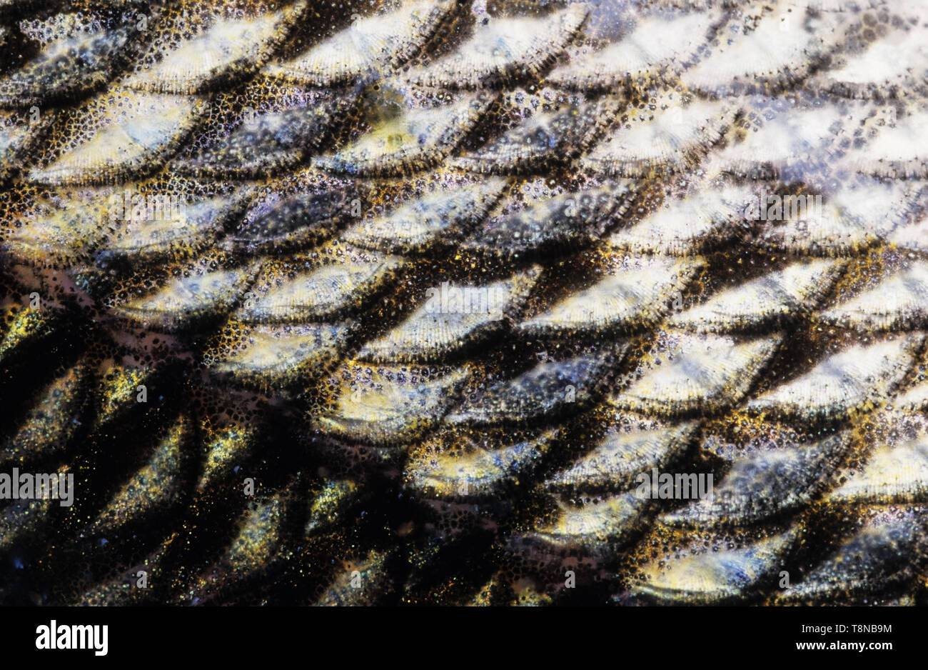 Fish (Zander/Pike-perch, Sander lucioperca) scale close-up. Image looks a bit soft due to the epidermal mucus covering the scales. Stock Photo