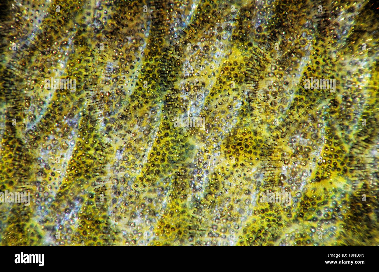 Fish (Perch, Perca fluviatilis) scale close-up. Very shallow depth of field due to high magnification. Focus in the middle of the image. Edges out of  Stock Photo