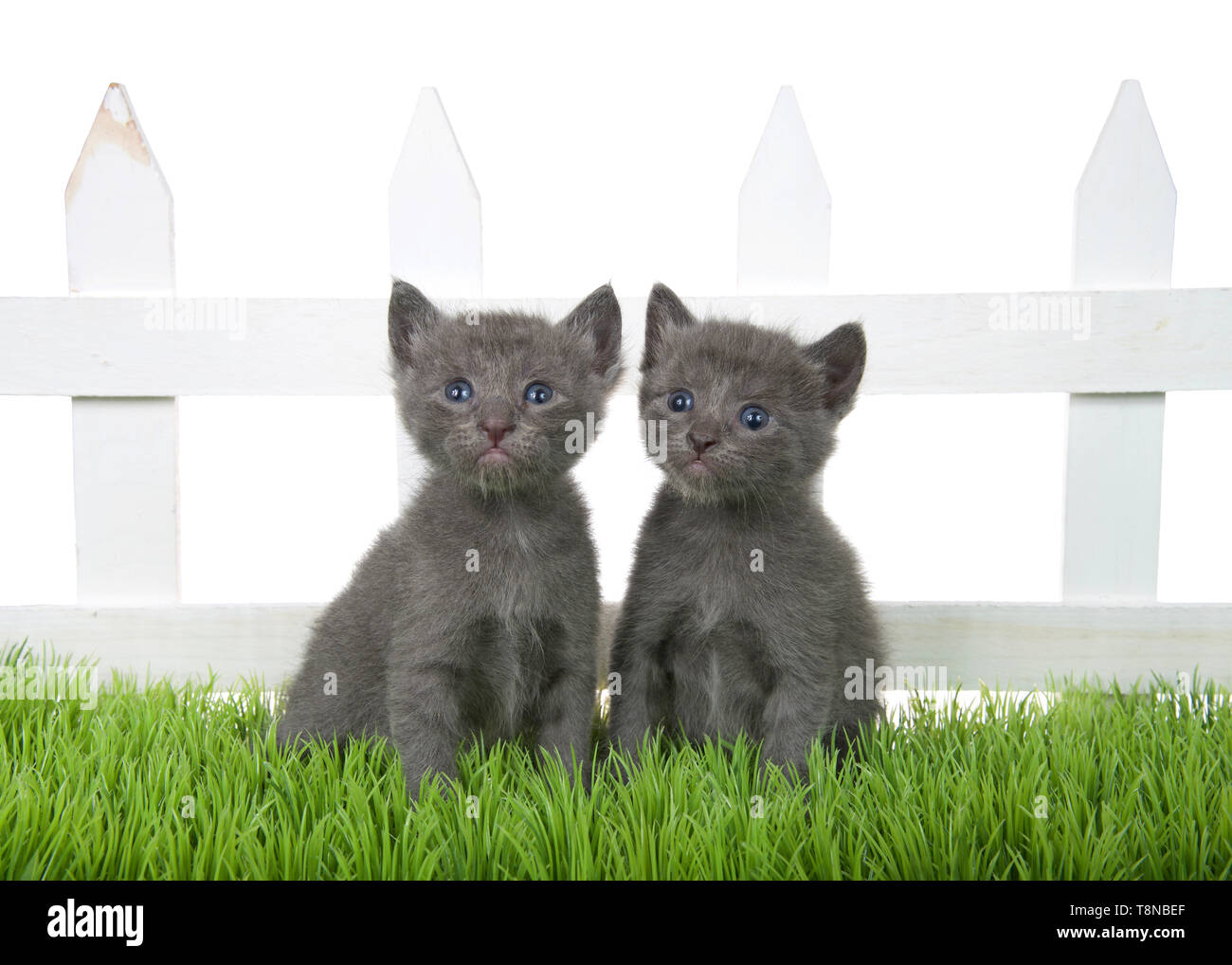 Two adorable grey tabby kitten sitting in green grass in front of a white picket fence isolated on white background. Kittens looking slightly to viewe Stock Photo