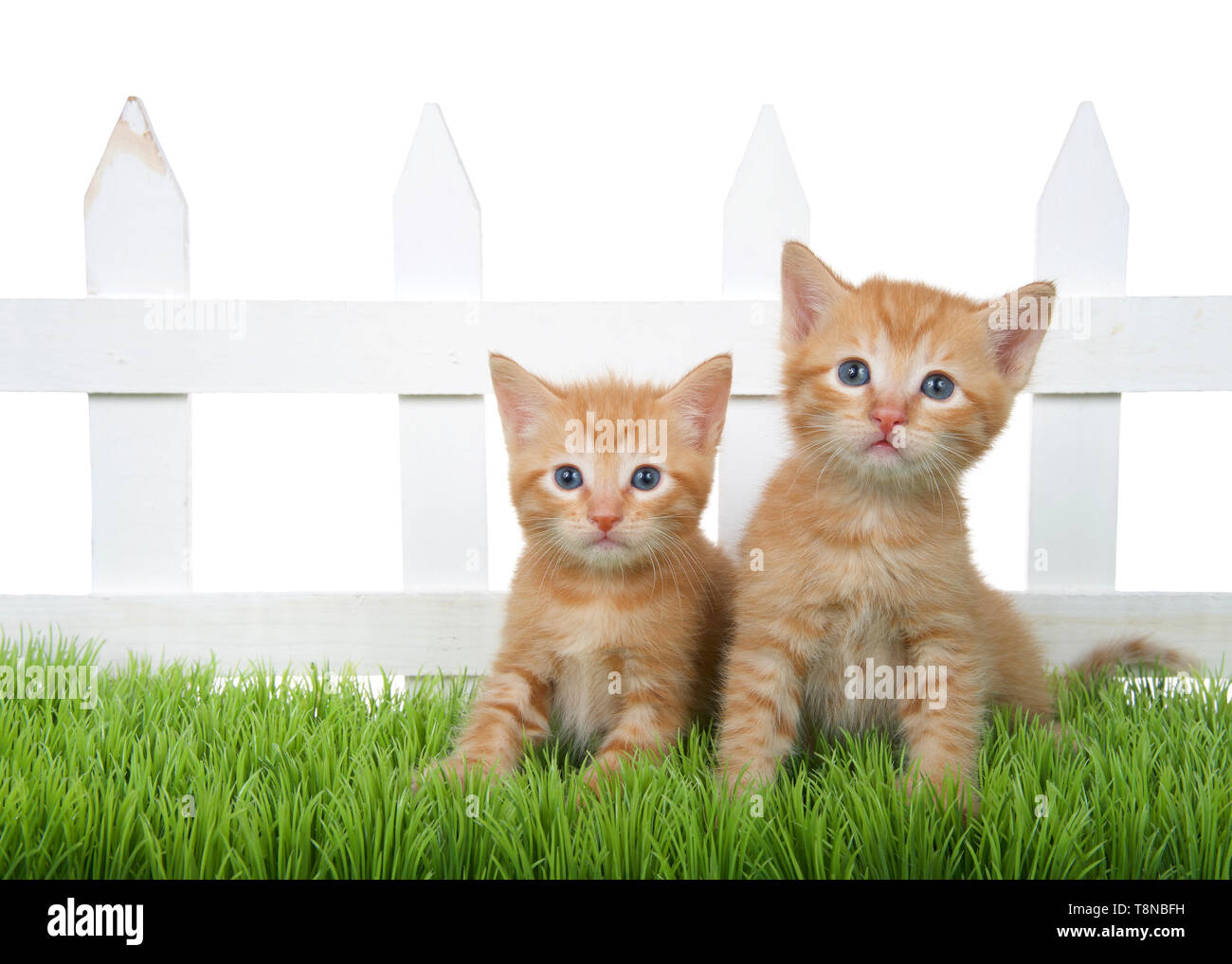 Bạn có muốn chìm đắm trong cảnh tượng yên tĩnh và đáng yêu của mèo cam tabby đang ngồi trên cỏ? Hãy xem ngay hình ảnh này!
