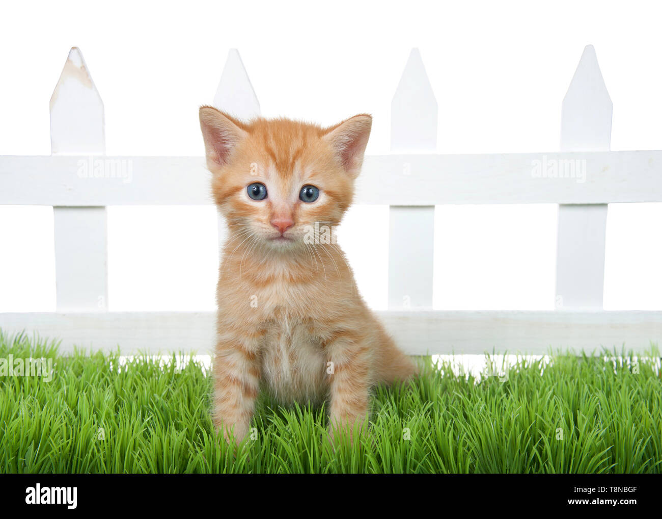 Mèo con cam cỡ nhỏ ngồi trên cỏ xanh: Bức ảnh này sẽ mang đến cho bạn cảm giác ngọt ngào và đáng yêu khi chiêm ngưỡng chú mèo con cam cỡ nhỏ, ngồi trên bãi cỏ xanh tươi. Nét mặt mèo con đang thư giãn, và ánh mắt sáng lấp lánh tỏa ra sự yêu thương vô tận. Hãy xem và cảm nhận ngay!