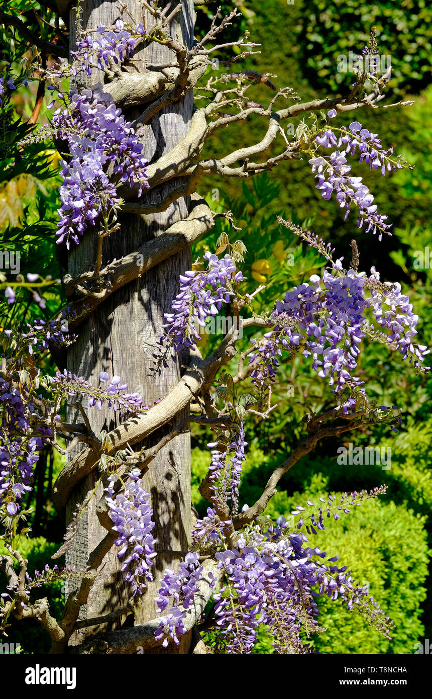 flowering wisteria flowers wrapped around timber post, houghton hall