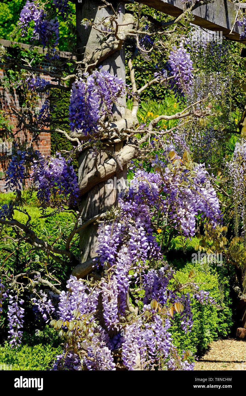 flowering wisteria flowers wrapped around timber post, houghton hall