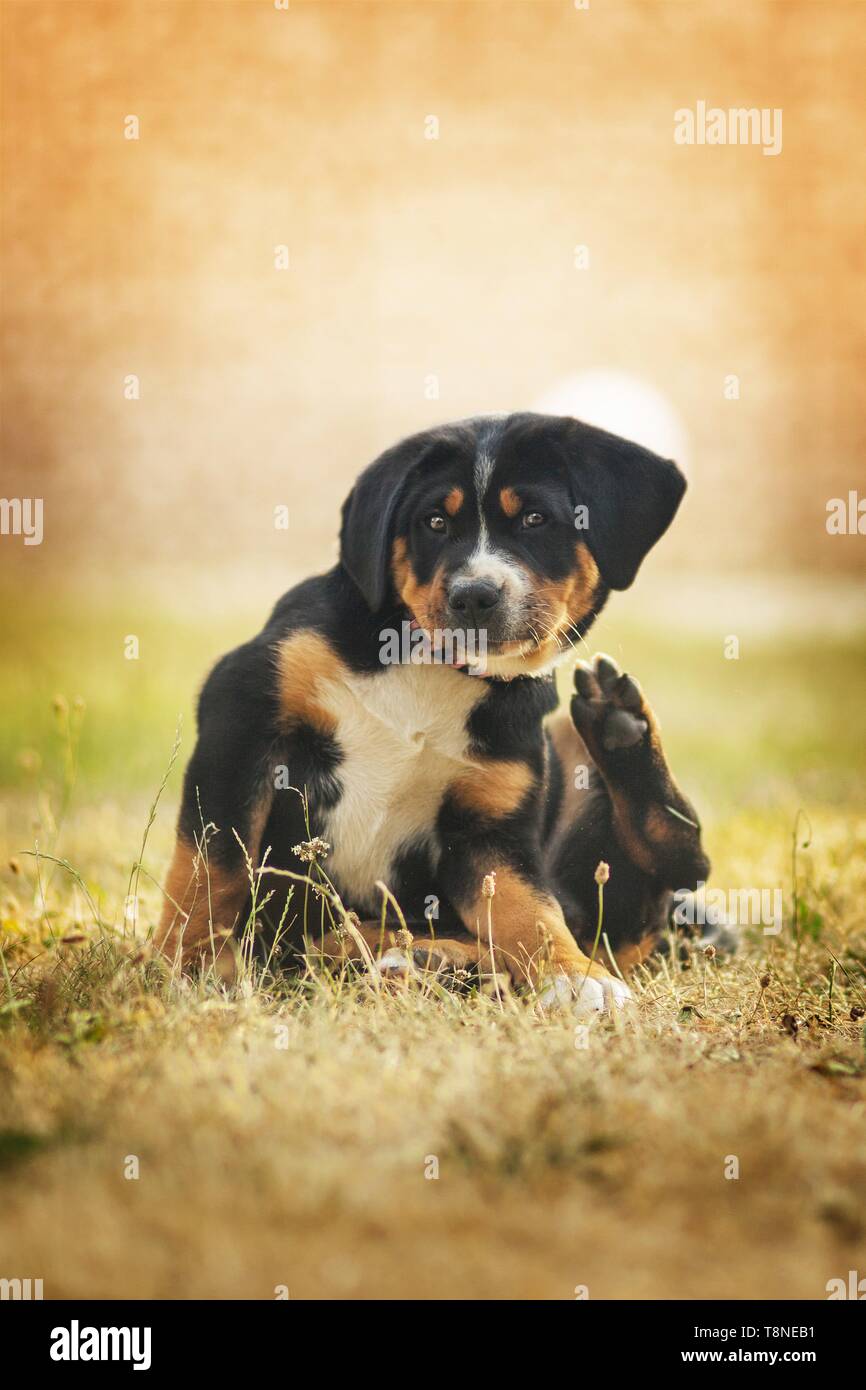 Greater Swiss Mountain Dog Puppy Stock Photo - Alamy