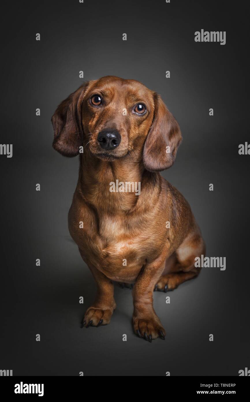 sitting Dachshund Stock Photo Alamy