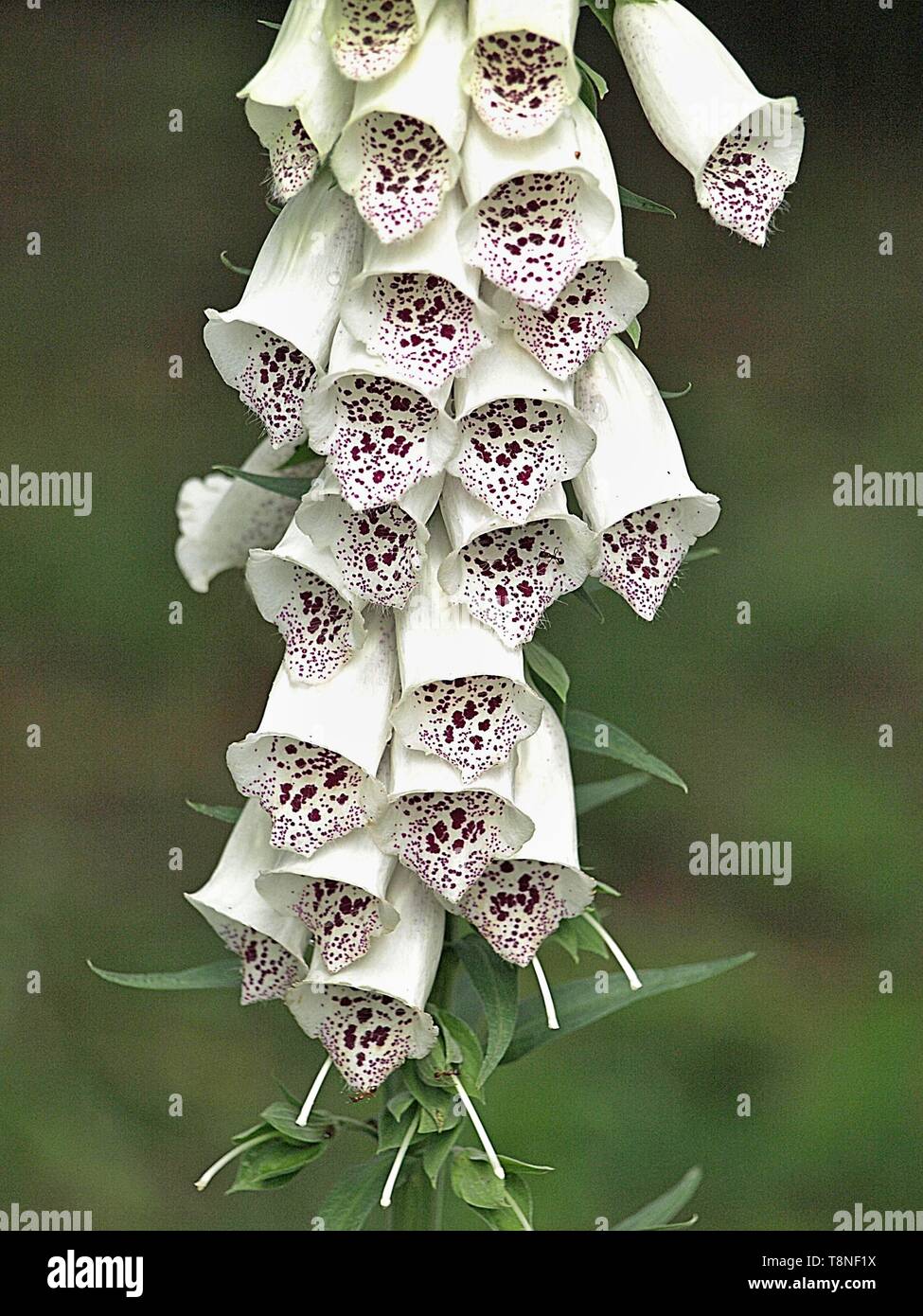 Digitalis rose foxglove flowers hi-res stock photography and ...