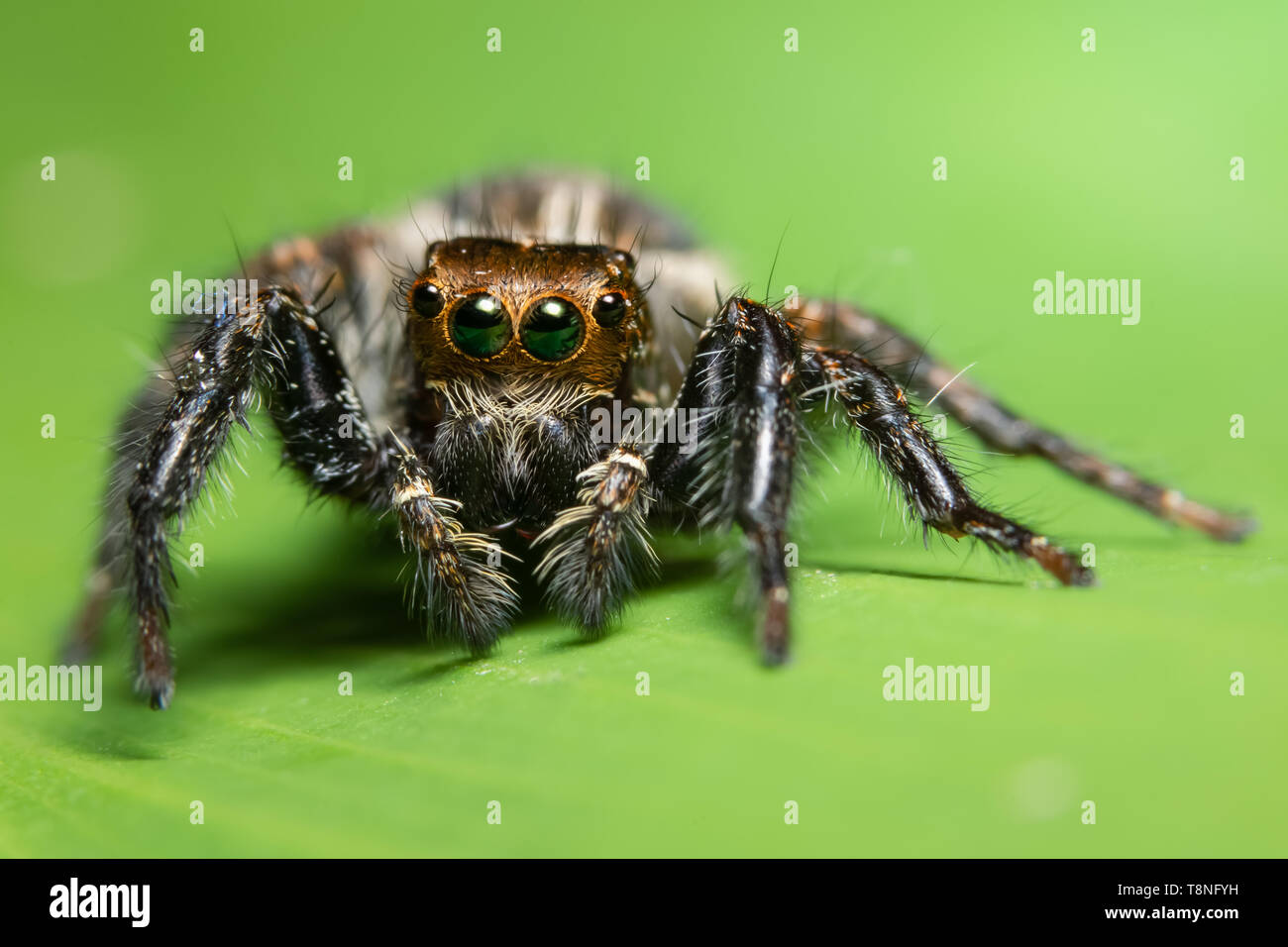 Macro spider on the leaf Stock Photo - Alamy