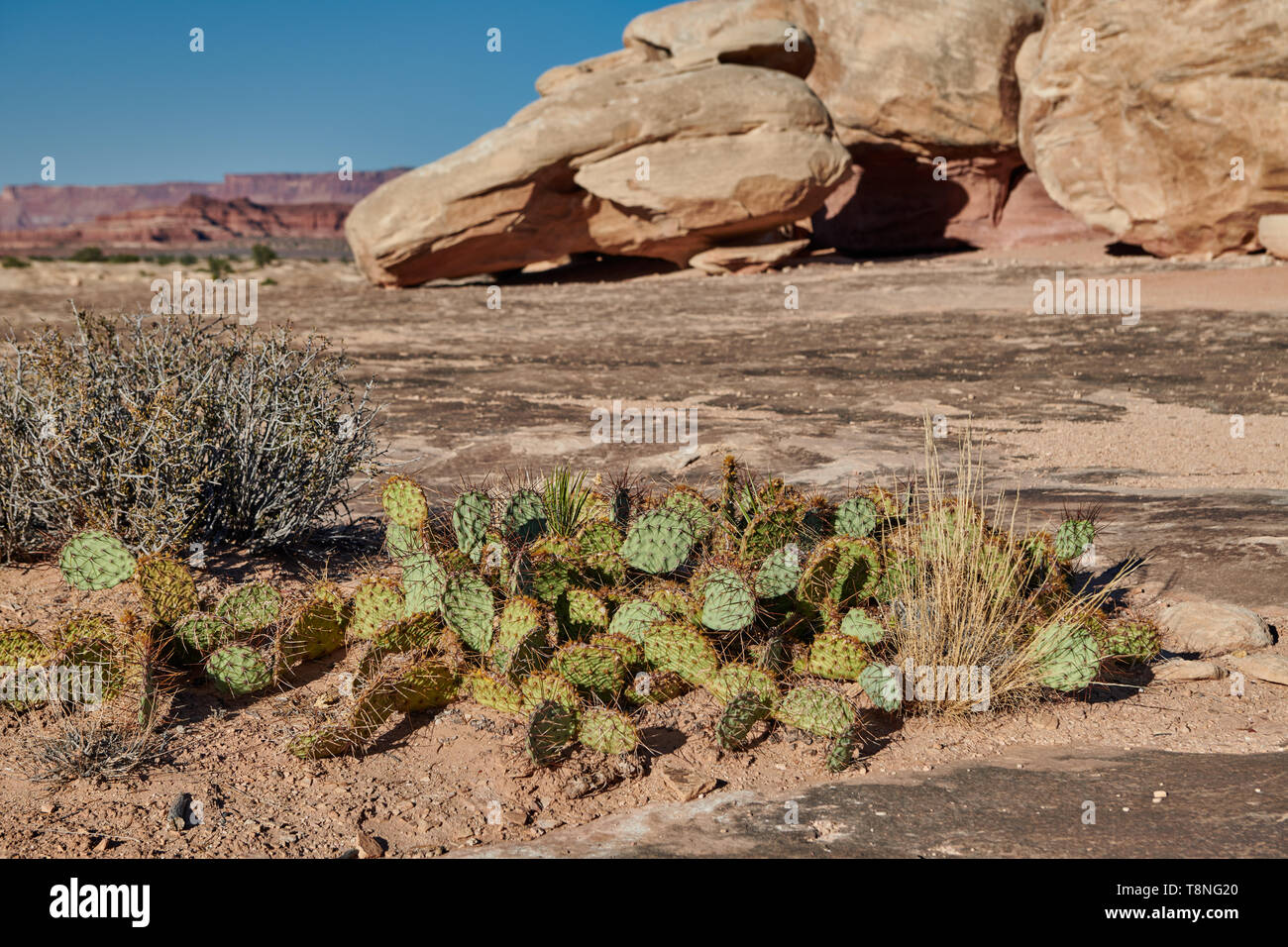 cacti and landscape of Canyonlands-National Park at Needles District, Utah, USA, North America Stock Photo