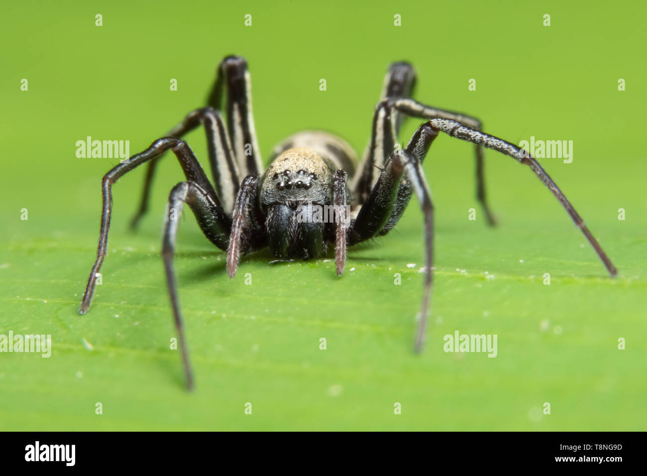 Macro spider in nature Stock Photo - Alamy