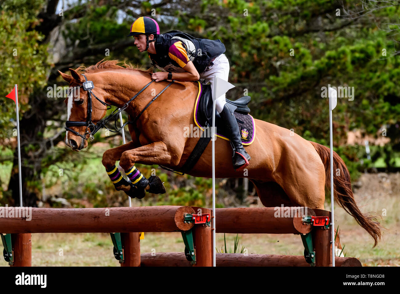 Riders competing at the Marcus Oldham Ballarat International Horse Trials 2019 Stock Photo