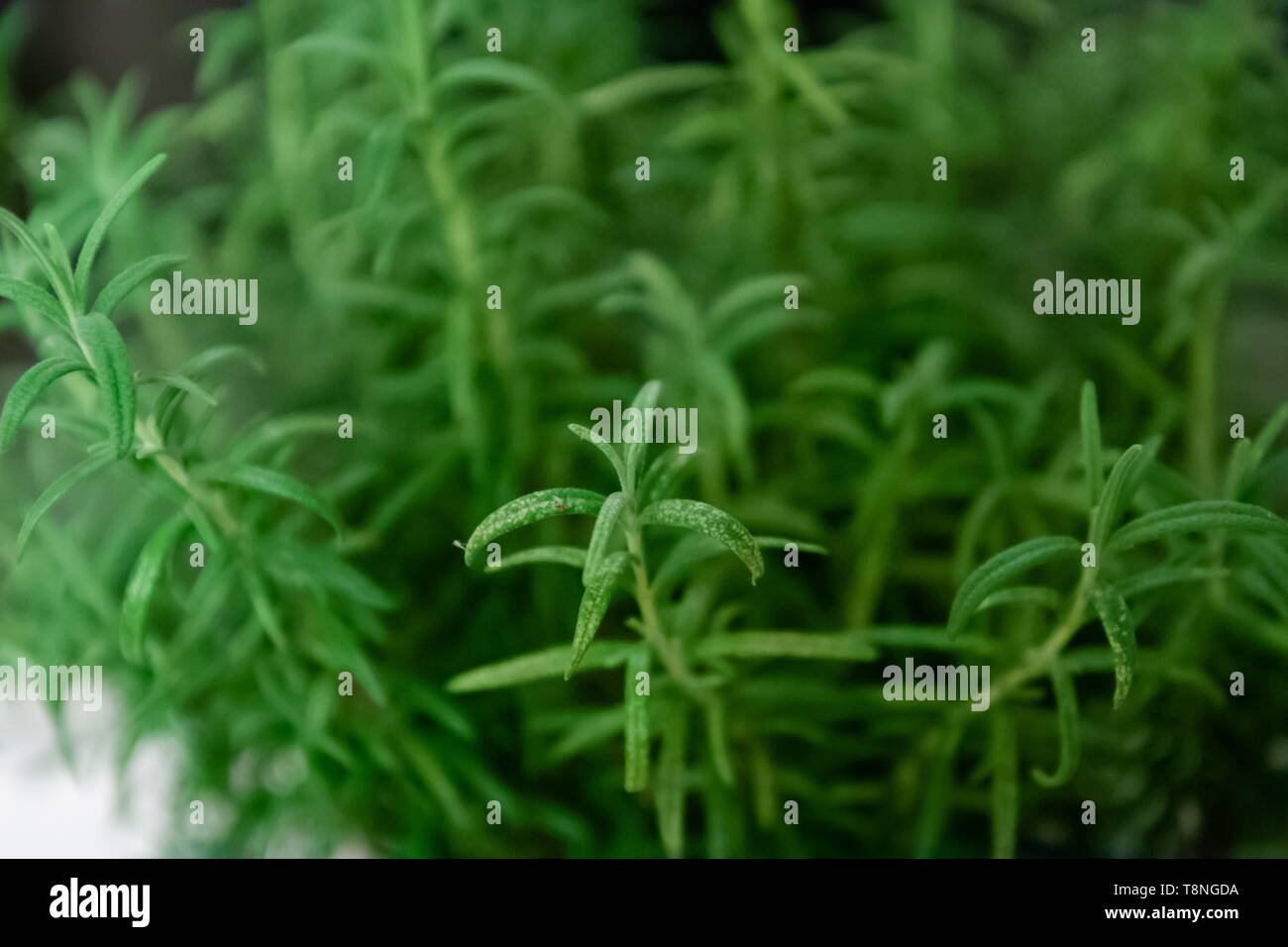 Diseases of plants. Aphid and powdery mildew on rosemary leaves - image Stock Photo