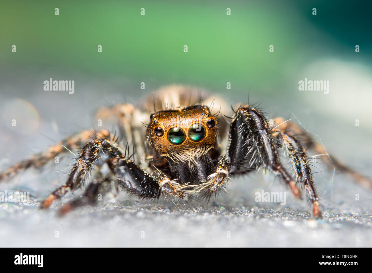 Macro spider in nature Stock Photo - Alamy