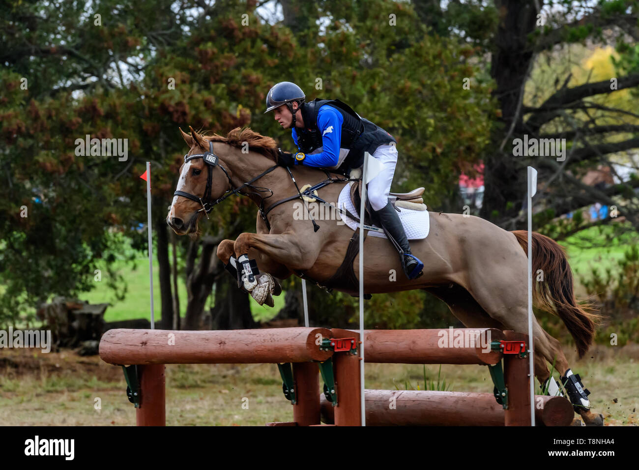 Riders competing at the Marcus Oldham Ballarat International Horse