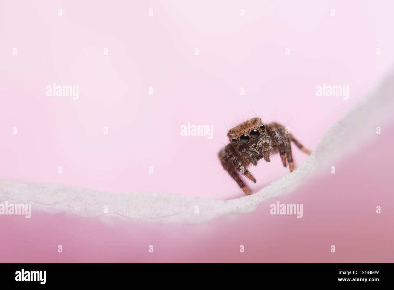 Macro Animal Spider Stock Photo - Alamy