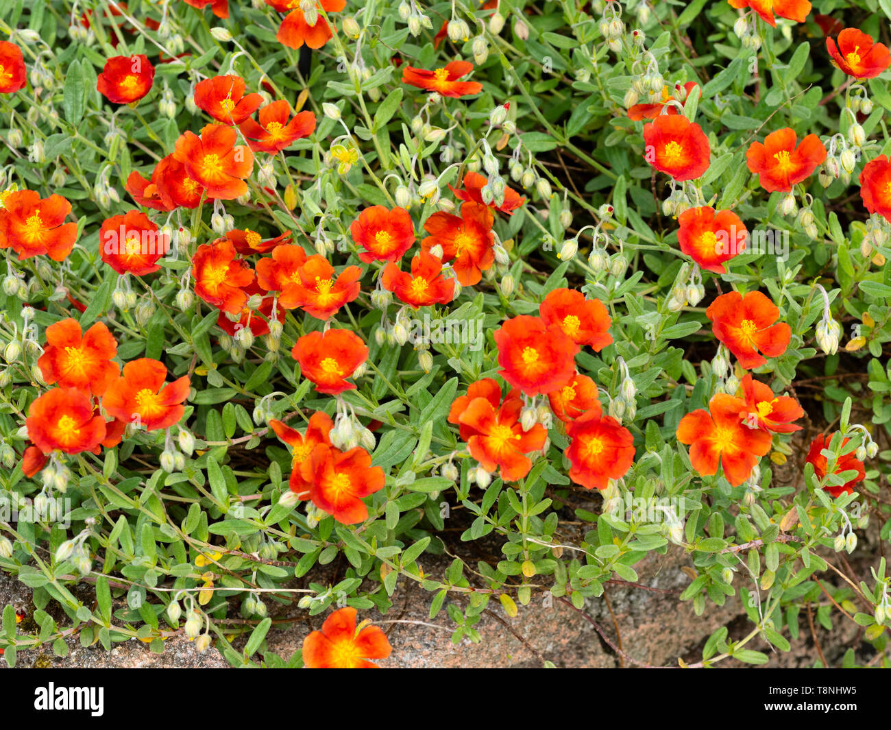 Yellow centred red flowers of the hardy, prostrate perennial rock rose, Helianthemum 'Ruth' Stock Photo