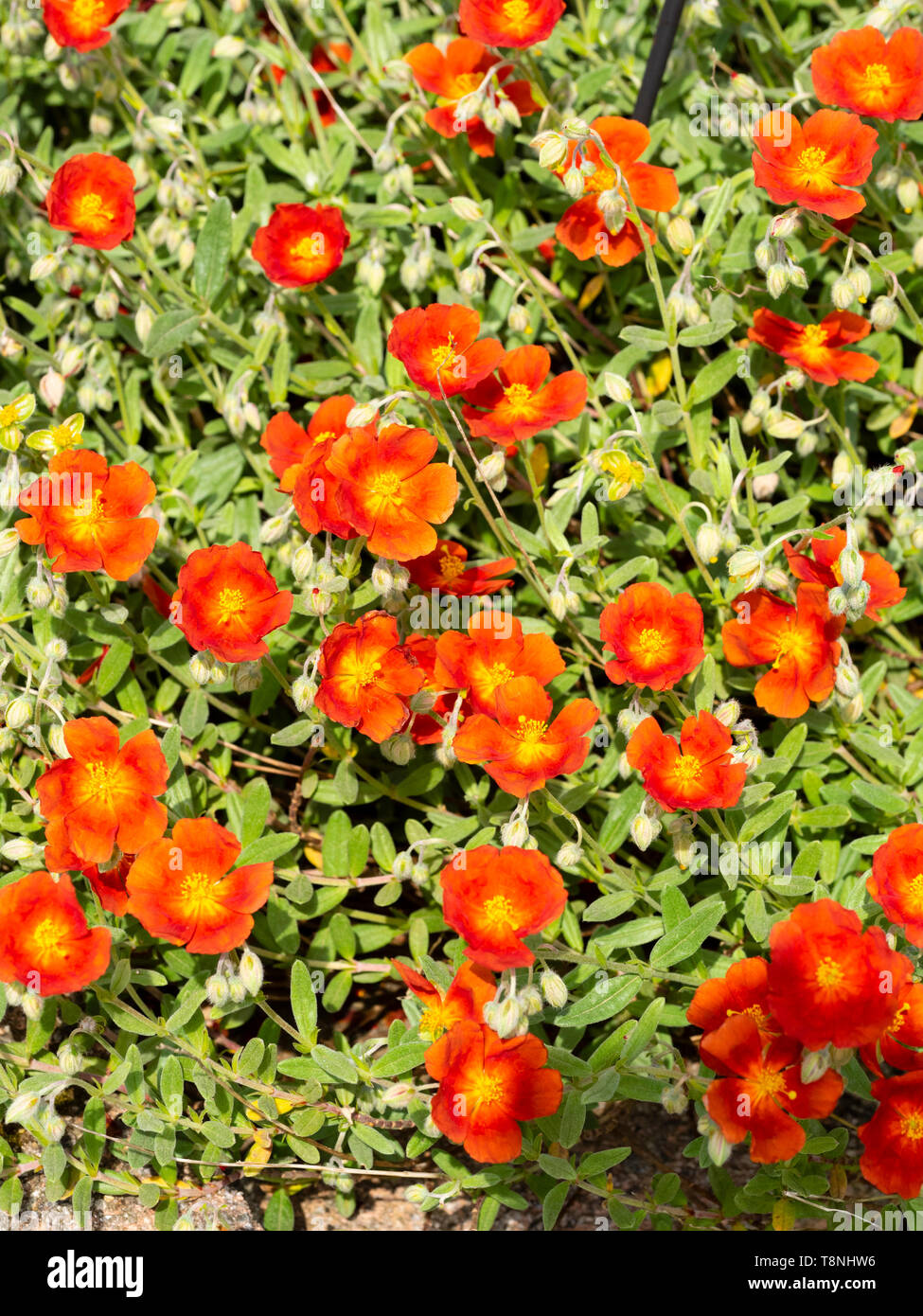 Yellow centred red flowers of the hardy, prostrate perennial rock rose, Helianthemum 'Ruth' Stock Photo