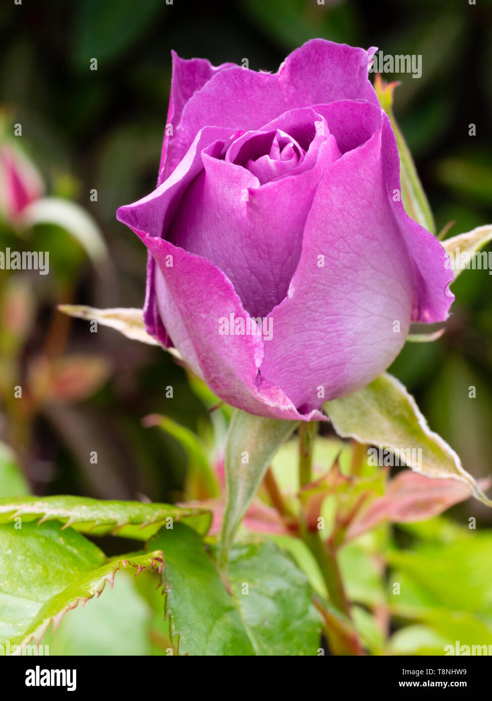 Opening bud of the semi double purple mauve flower of the hardy floribunda rose, Rosa 'Blue for You' (Pejamblu) Stock Photo