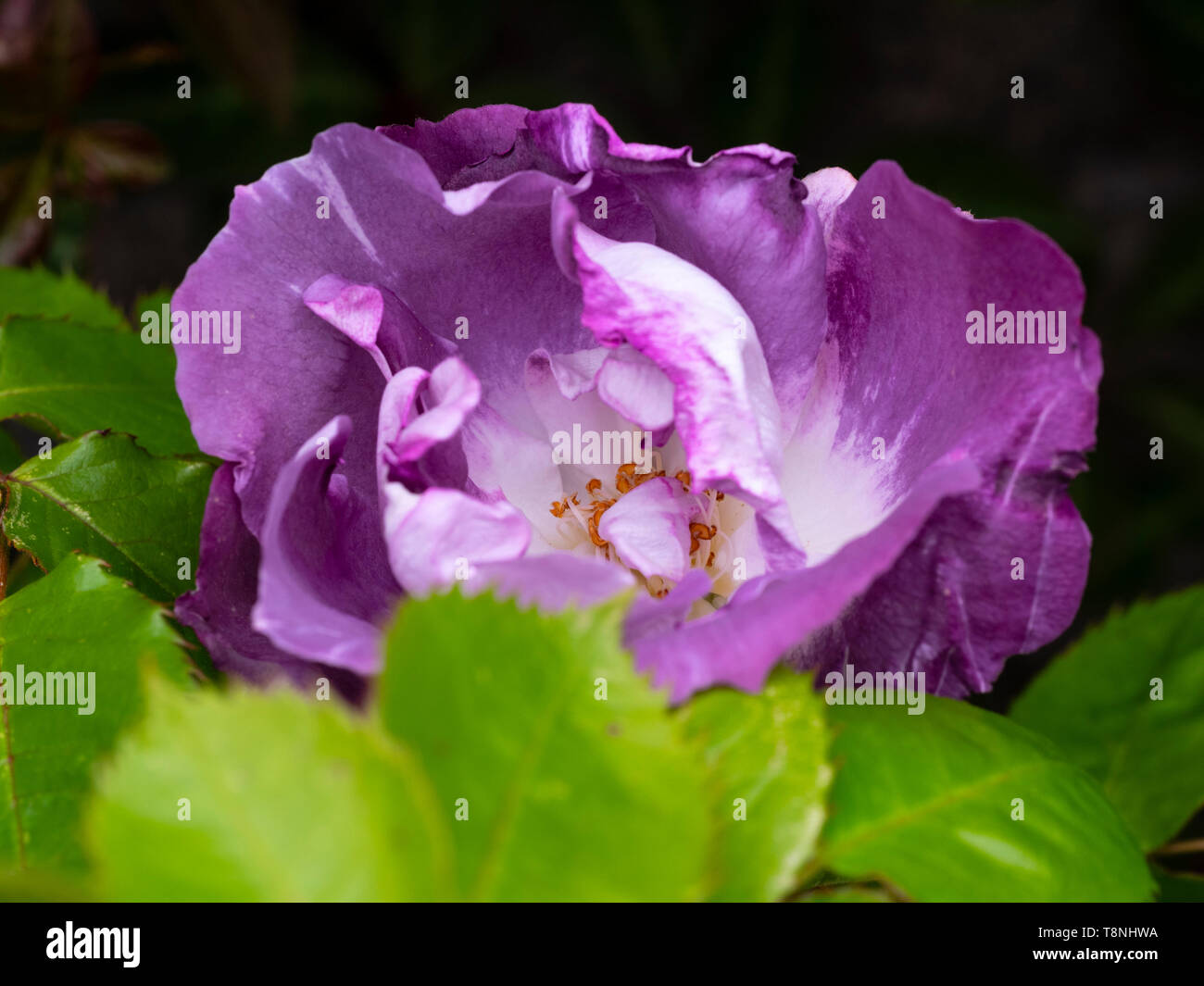 Semi double purple mauve flowers of the hardy floribunda rose, Rosa