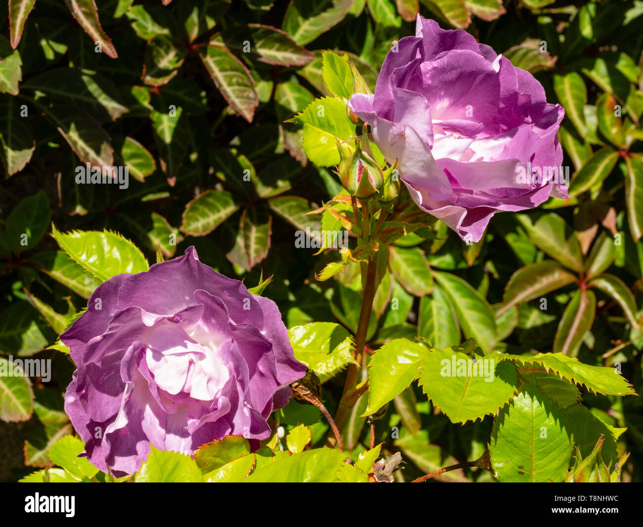 Semi double purple mauve flowers of the hardy floribunda rose, Rosa 'Blue for You' (Pejamblu) Stock Photo