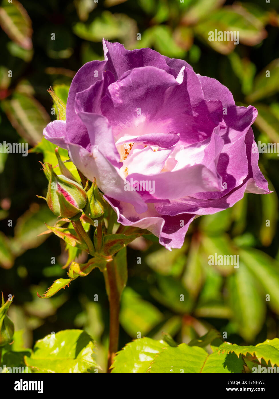 Semi double purple mauve flowers of the hardy floribunda rose, Rosa 'Blue for You' (Pejamblu) Stock Photo