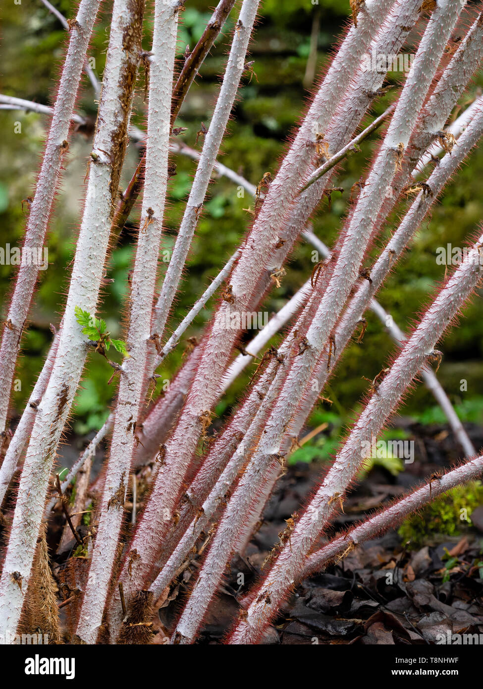 Red hairs adorn the white winter stems of the hardy deciduous ghost bramble, Rubus thibetanus Stock Photo