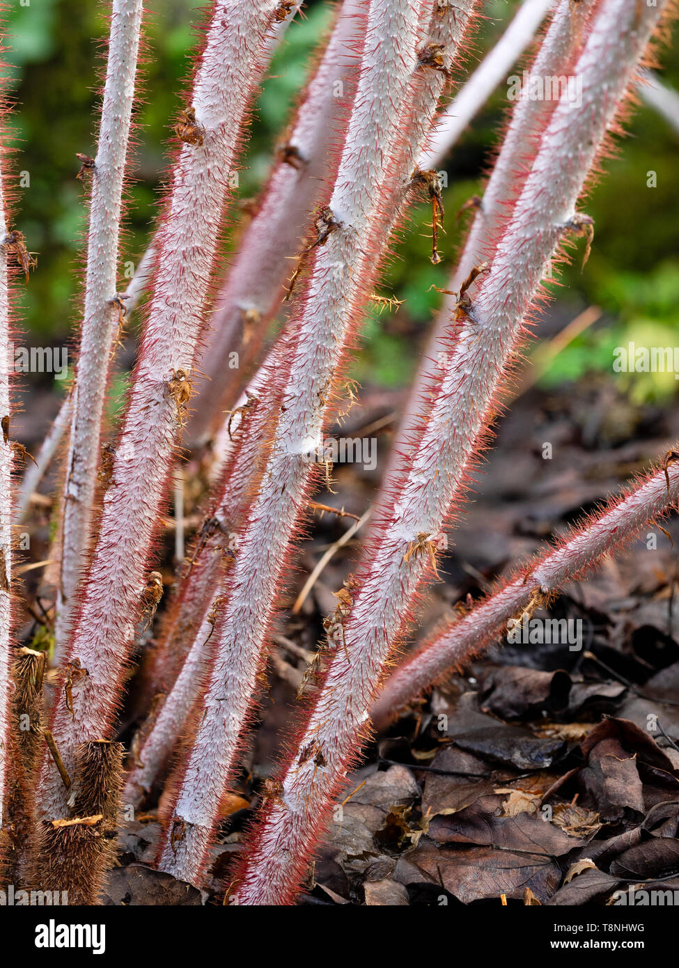 Red hairs adorn the white winter stems of the hardy deciduous ghost bramble, Rubus thibetanus Stock Photo