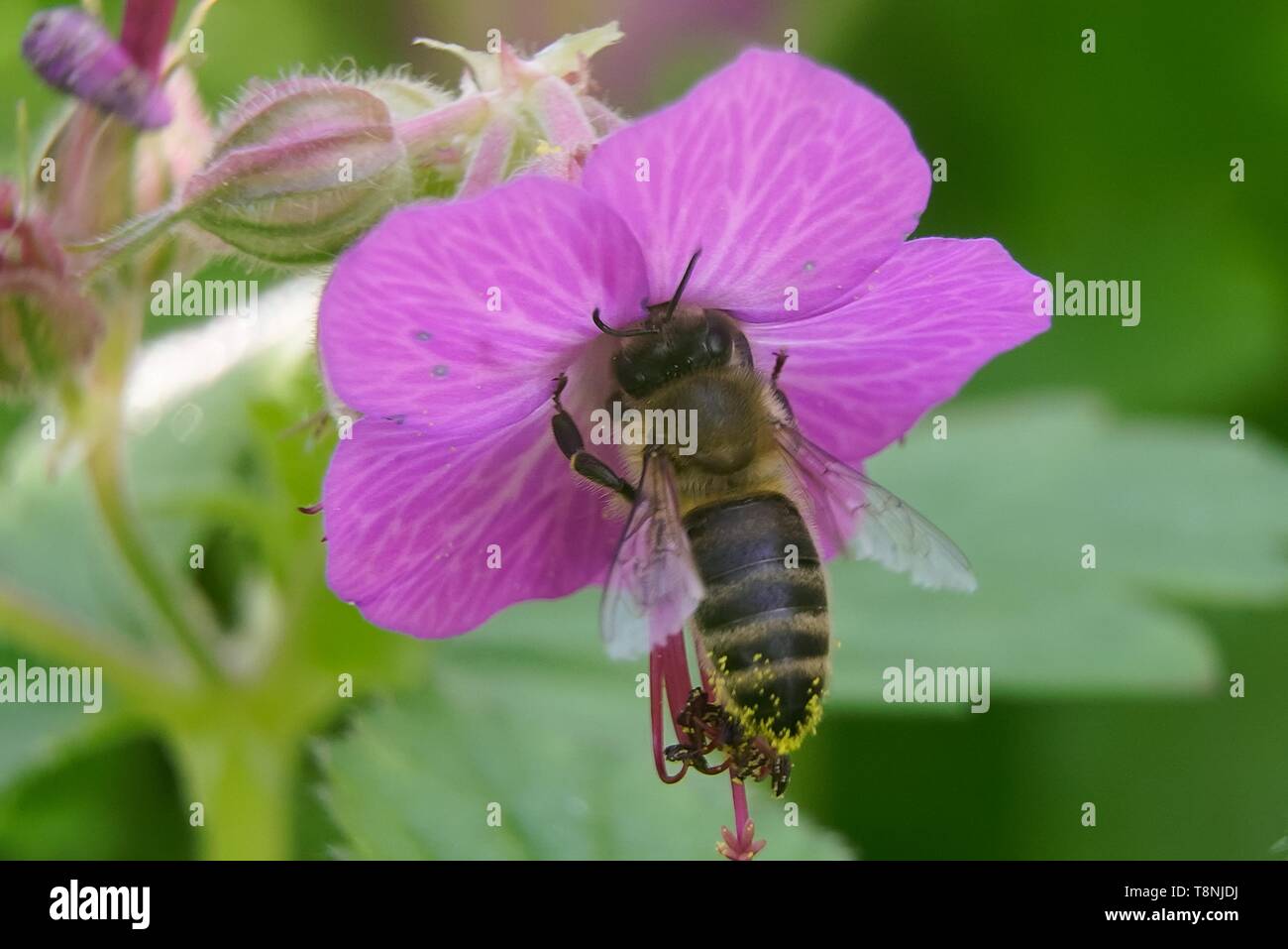 Apiformes hi-res stock photography and images - Alamy