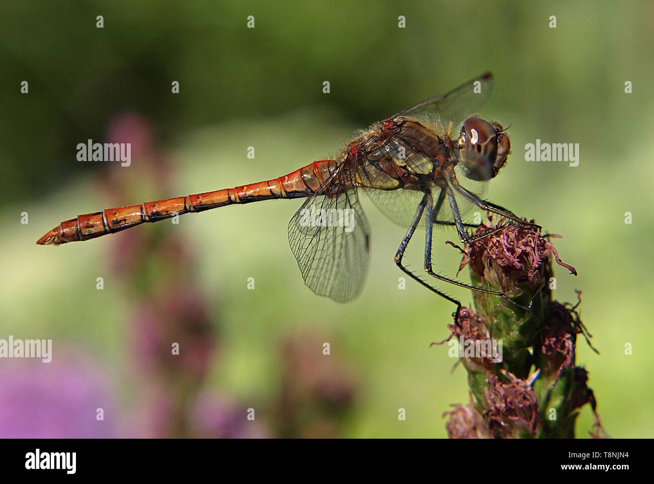 macro of a red darter dragonfly Stock Photo - Alamy